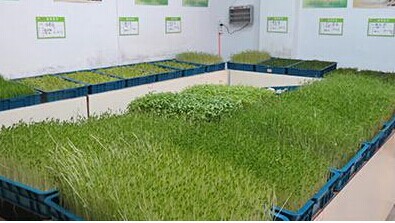 芽苗菜生产技术哪里可以教?